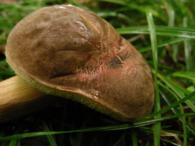 Pioggia e nervosismo con tanti funghi